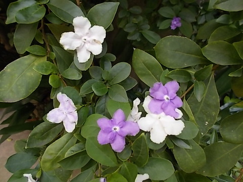 DSCN0285