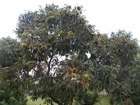 DSCN6680