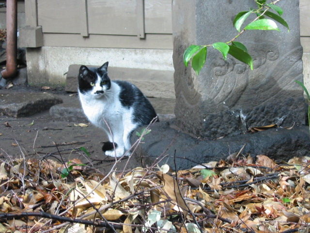 イメージ 5