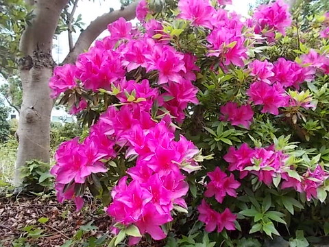 DSCN8599
