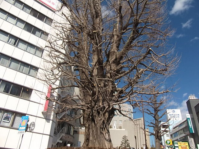 イメージ 6
