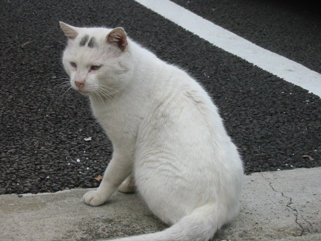 イメージ 4