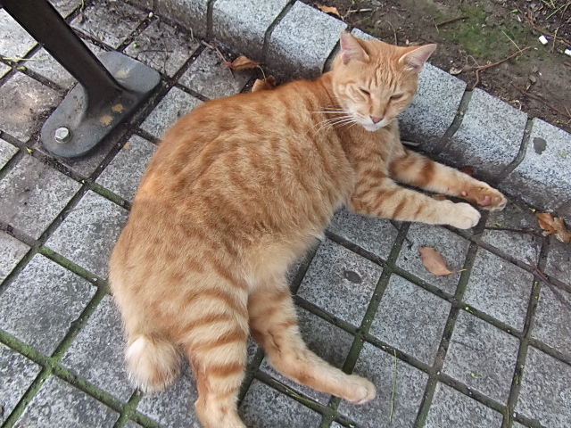 イメージ 6
