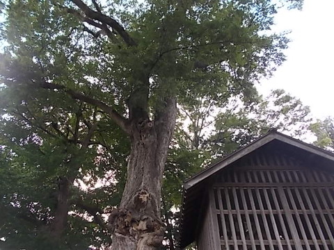 DSCN6547