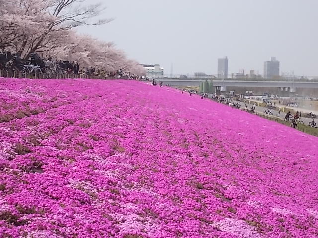 舎人公園千本桜まつり19 その1 Estacao Central 避難小屋 舎人公園千本桜まつり19 その1 Estacao Central 避難小屋