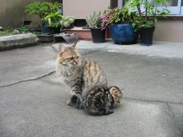 イメージ 1