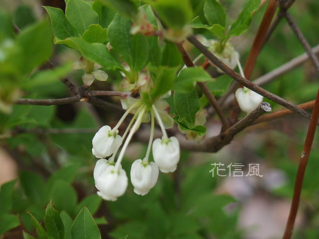 満天星の花 花信風 季節からのたより