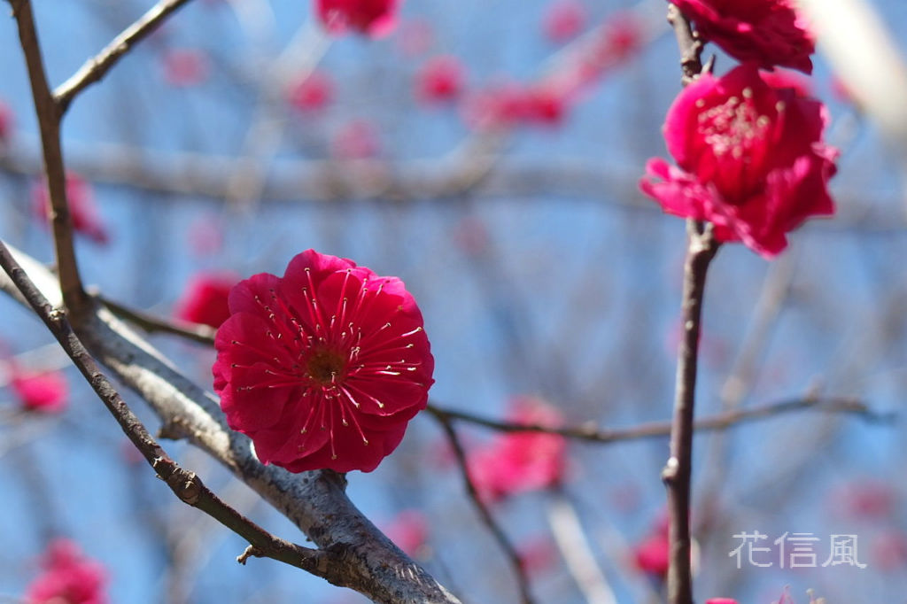 菅公詠梅 飛梅伝説 花信風 季節からのたより