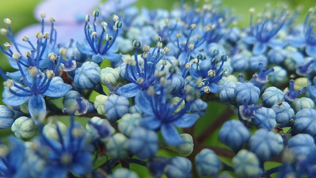 額の花 がくのはな 花信風 季節からのたより