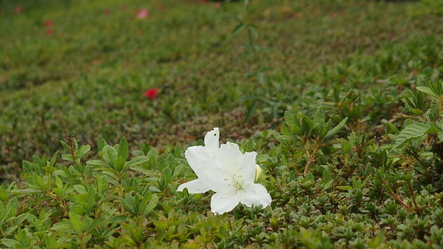 帰り花 花信風 季節からのたより
