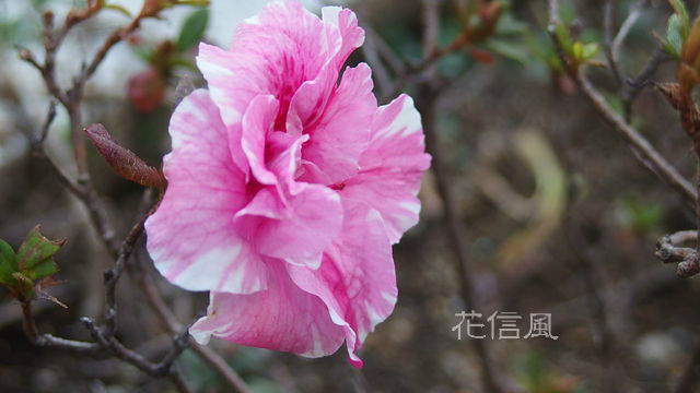 西洋躑躅 アザレア 花信風 季節からのたより 西洋躑躅 アザレア 花信風 季節からのたより