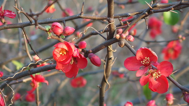 寒木瓜 18 花信風 季節からのたより