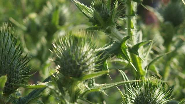 夏薊 なつあざみ 花信風 季節からのたより