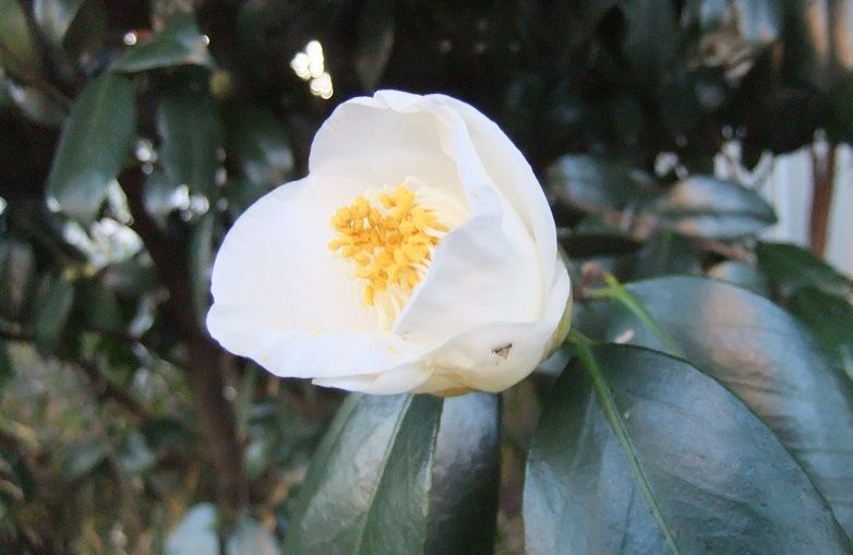 白侘助 しろわびすけ 花信風 季節からのたより