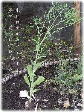 すずな 菘 春の七草 カブ 花信風 季節からのたより