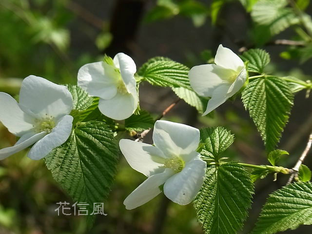 白山吹 花信風 季節からのたより
