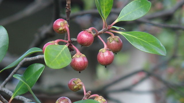 木斛の実 花信風 季節からのたより 木斛の実 花信風 季節からのたより