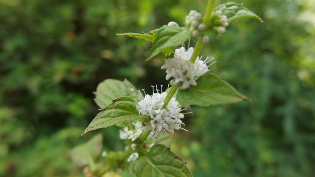 日本薄荷の花 花信風 季節からのたより