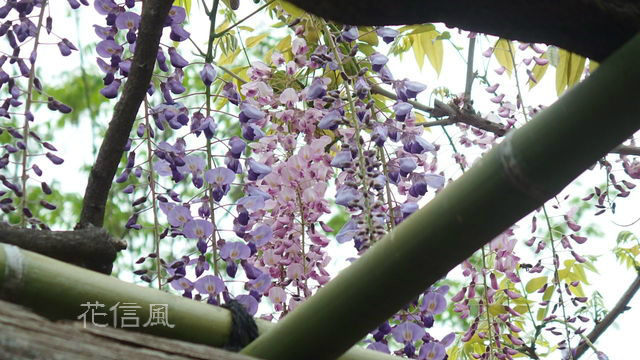 藤 花信風 季節からのたより
