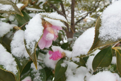 雪太郎冠者