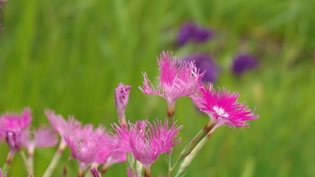 大和撫子 花信風 季節からのたより