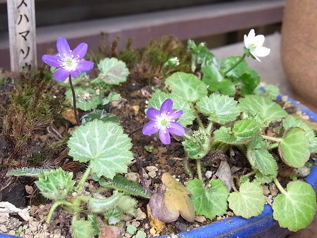 すはまそう 州浜草 雪割草 花信風 季節からのたより