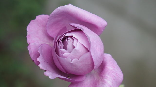 冬薔薇一輪 花信風 季節からのたより