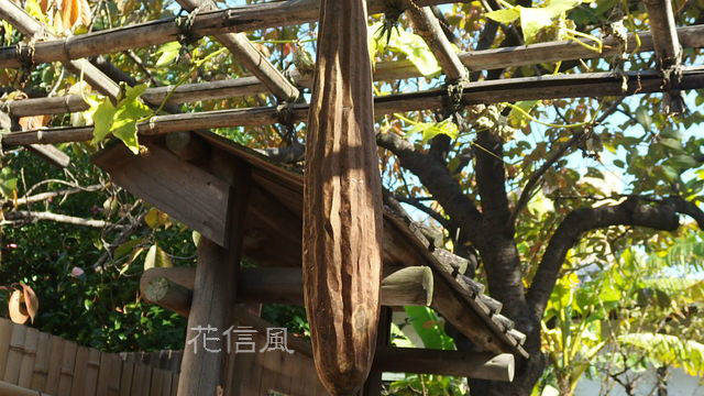 天糸瓜の実 花信風 季節からのたより