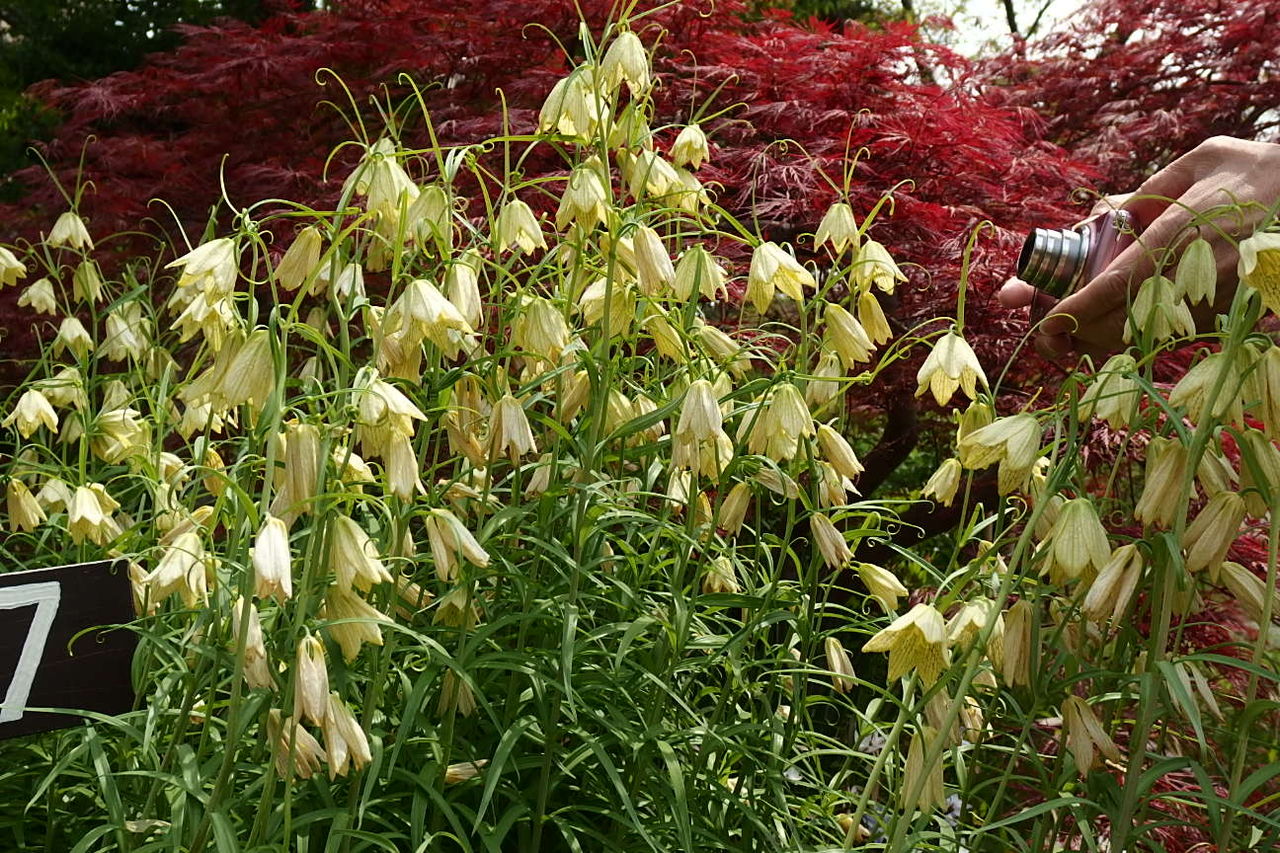 貝母 ばいも 花信風 季節からのたより 貝母 ばいも 花信風 季節からのたより