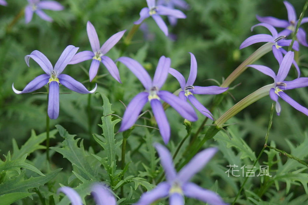 イソトマ 花信風 季節からのたより