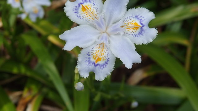 アヤメ科 花信風 季節からのたより アヤメ科 花信風 季節からのたより