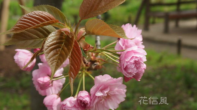 八重桜 関山 花信風 季節からのたより