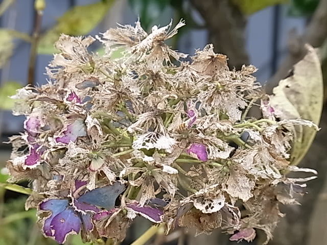 紫陽花の冬 花信風 季節からのたより