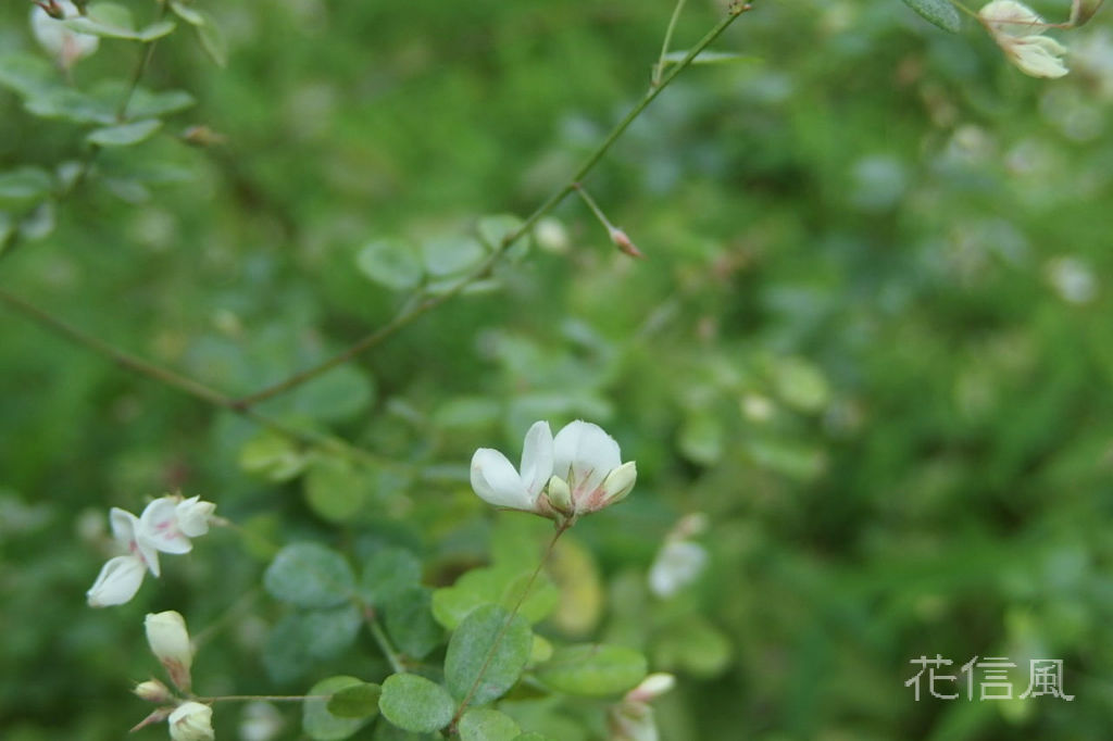 蒔絵萩 花信風 季節からのたより