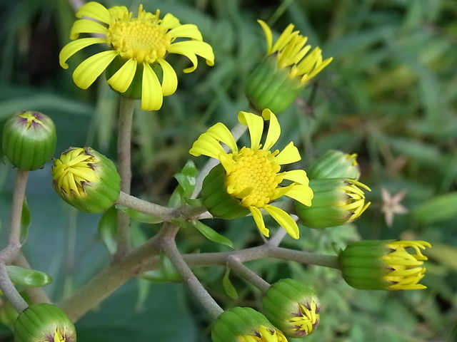 石蕗 花信風 季節からのたより 石蕗 花信風 季節からのたより