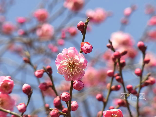 梅 鴛鴦 えんおう 16年写真追加 花信風 季節からのたより