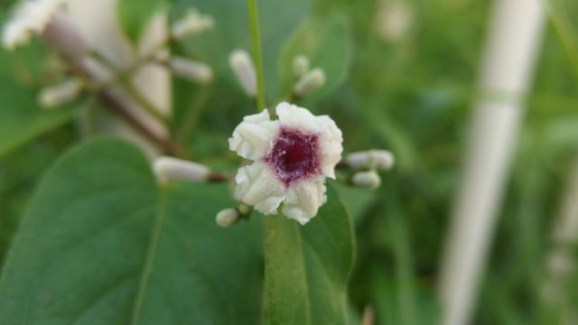 屁糞葛 へくそかずら 花信風 季節からのたより