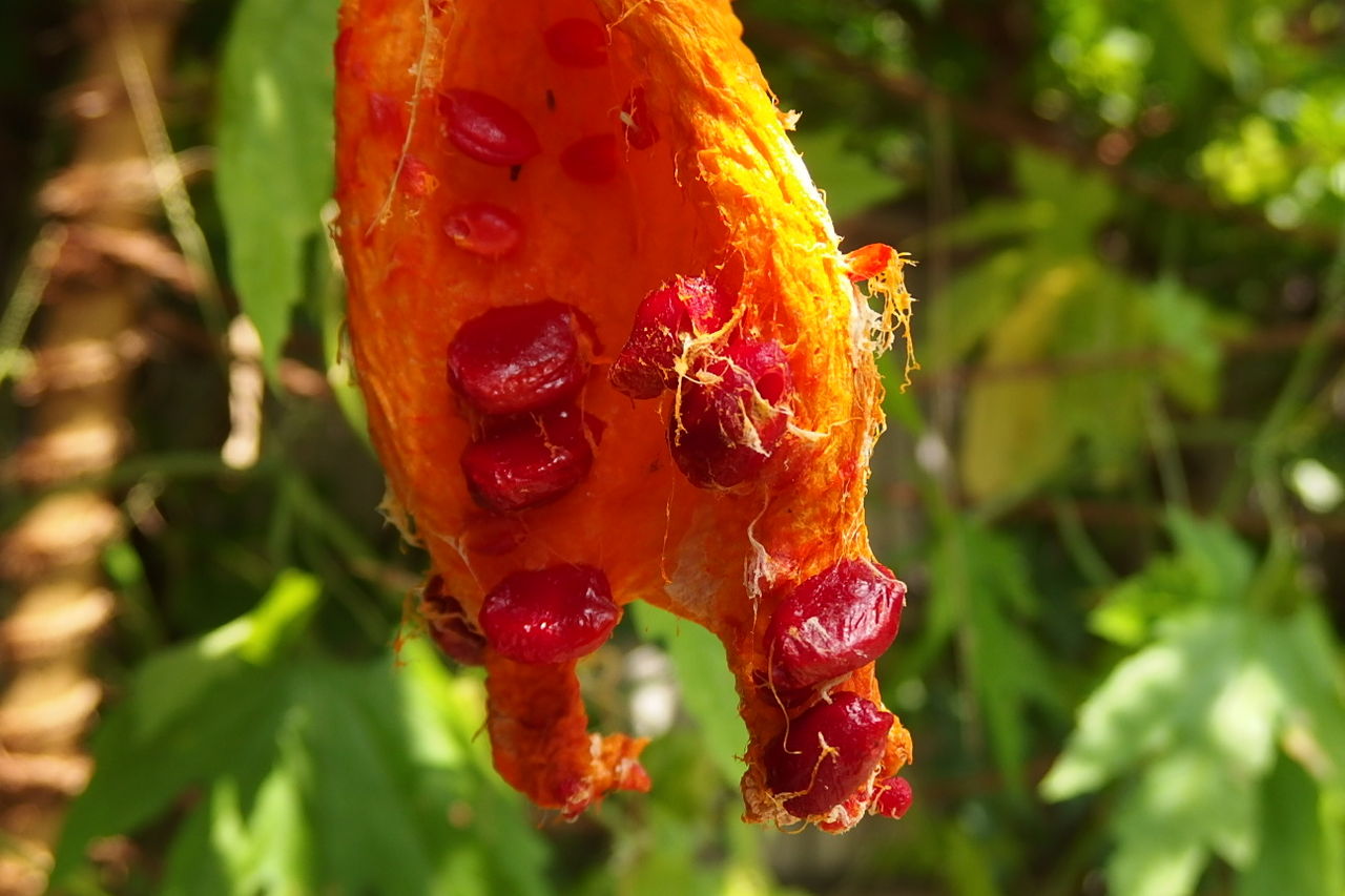 つるれいし 蔓茘枝 ゴーヤ 花信風 季節からのたより