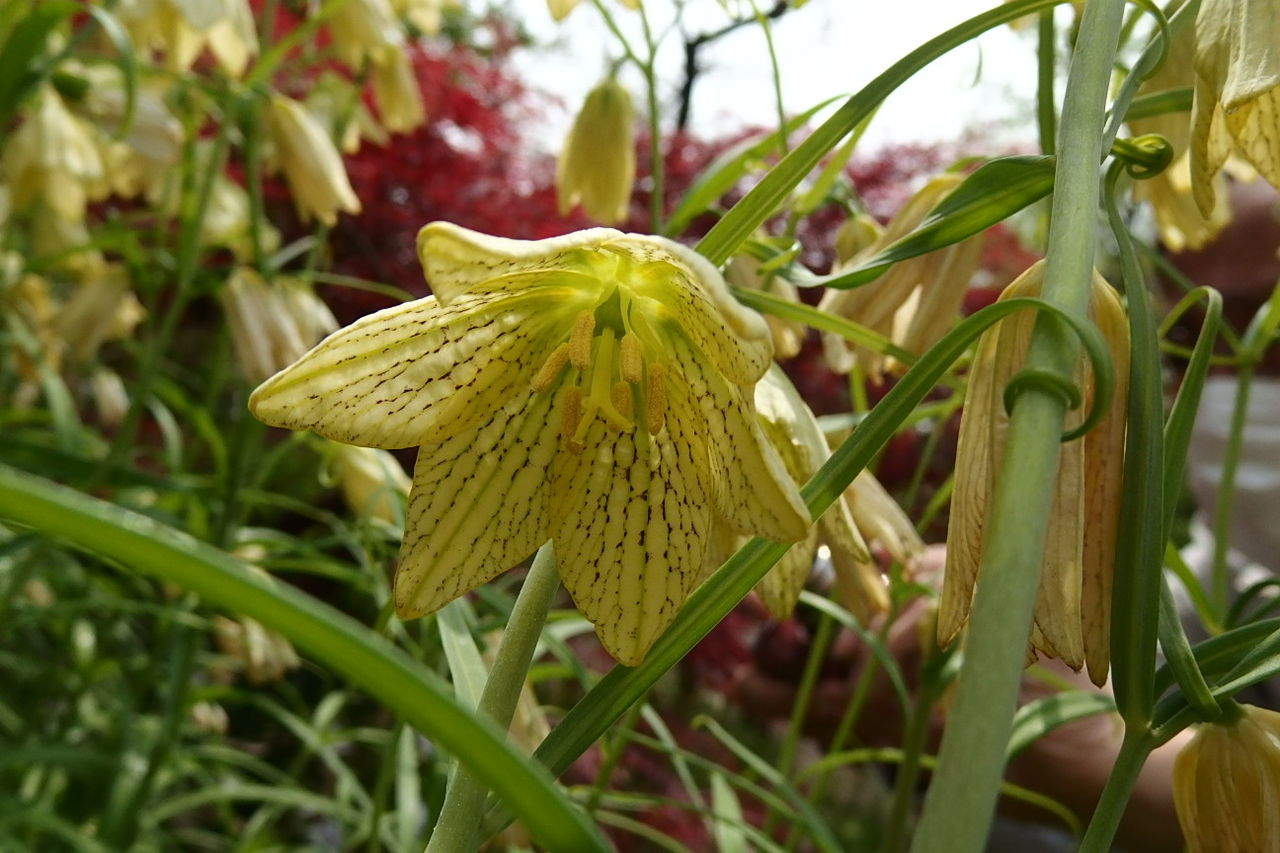 貝母 ばいも 花信風 季節からのたより