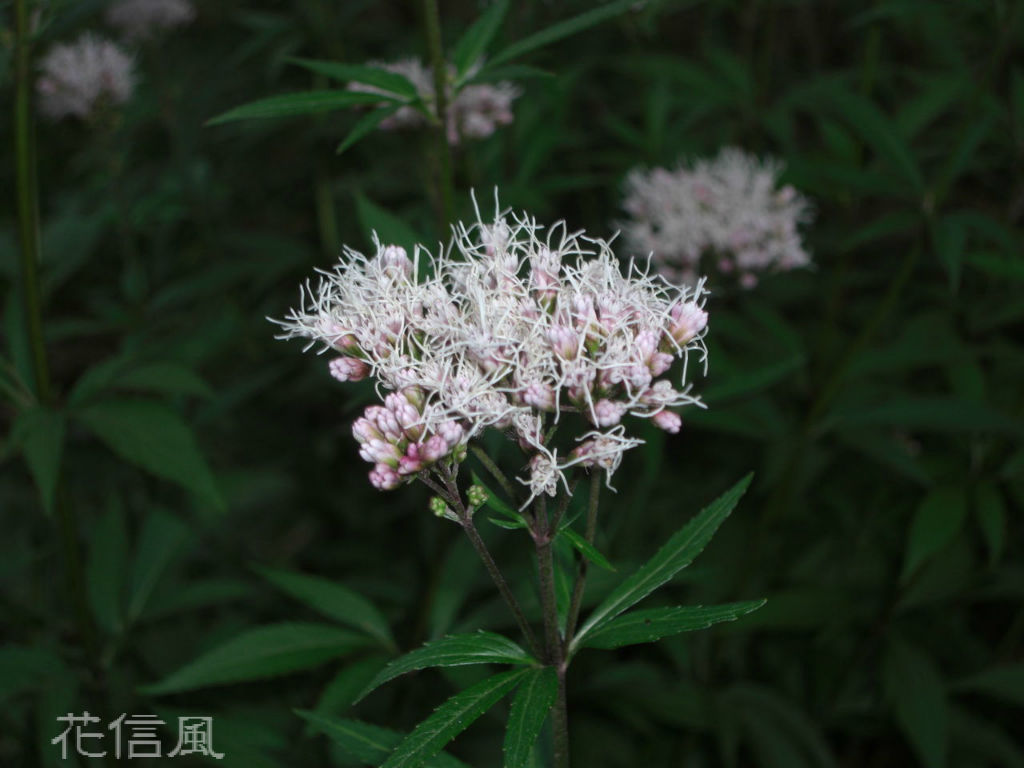 藤袴 ふじばかま 秋の七草 花信風 季節からのたより