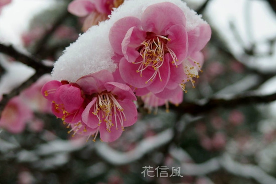 雪道標