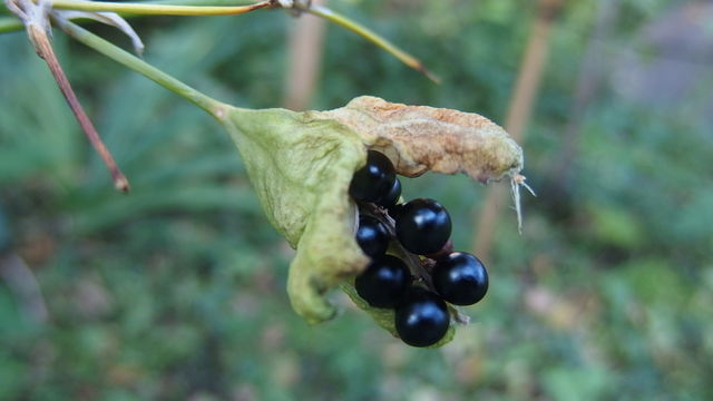 ぬばたま 花信風 季節からのたより