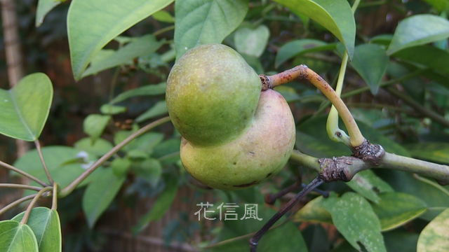 郁子の実 花信風 季節からのたより