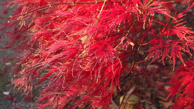 手向山 たむけやま 花信風 季節からのたより