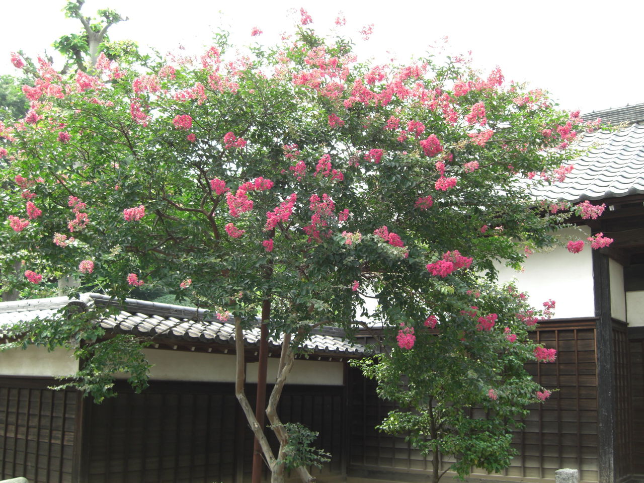 猿滑 さるすべり 花信風 季節からのたより 猿滑 さるすべり 花信風 季節からのたより