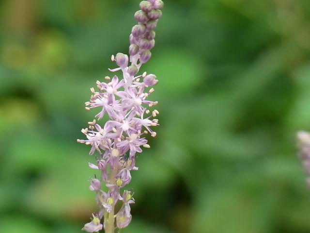 つるぼ 参内傘 花信風 季節からのたより つるぼ 参内傘 花信風 季節からのたより