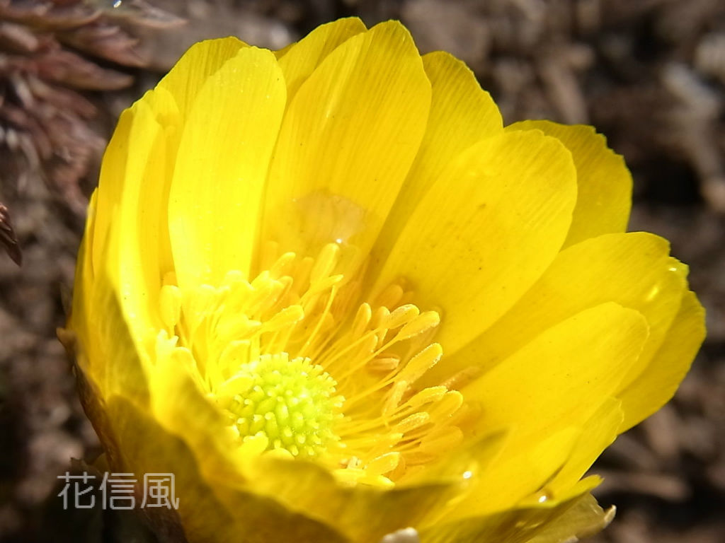 福寿草の伝説 花信風 季節からのたより