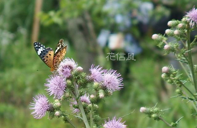 秋薊 花信風 季節からのたより