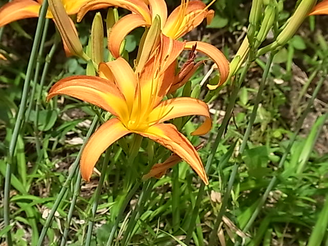 遅咲きの野甘草 花信風 季節からのたより 遅咲きの野甘草 花信風 季節からのたより