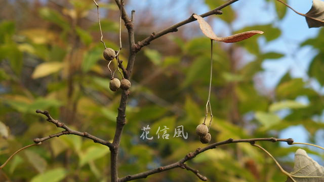 菩提樹 花信風 季節からのたより 菩提樹 花信風 季節からのたより